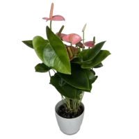 Anthurium