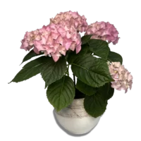Hortensia Roz