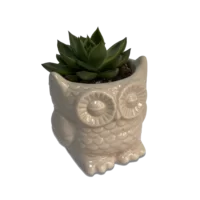 planta suculenta