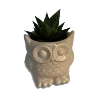 planta suculenta