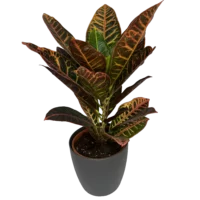 croton petra