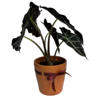 Alocasia Polly
